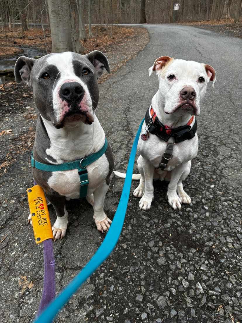 Leash Walking Courses are back in July!!