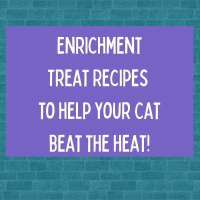 Feline Freeze: Easy Enrichment Recipes for Cats!