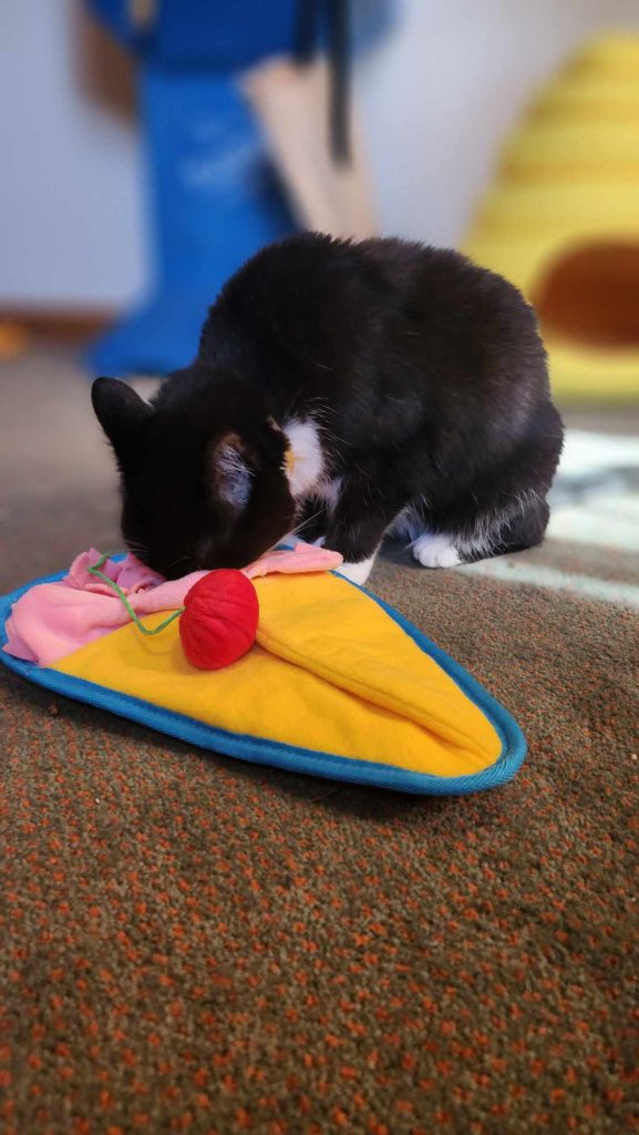 A black cat forages for treats in a snuffle mat. 