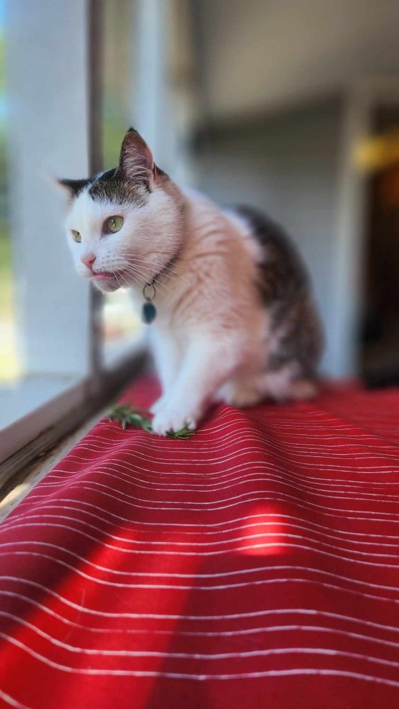 A white and brown cat plays with rosemary, in a demonstration of sensory enrichment