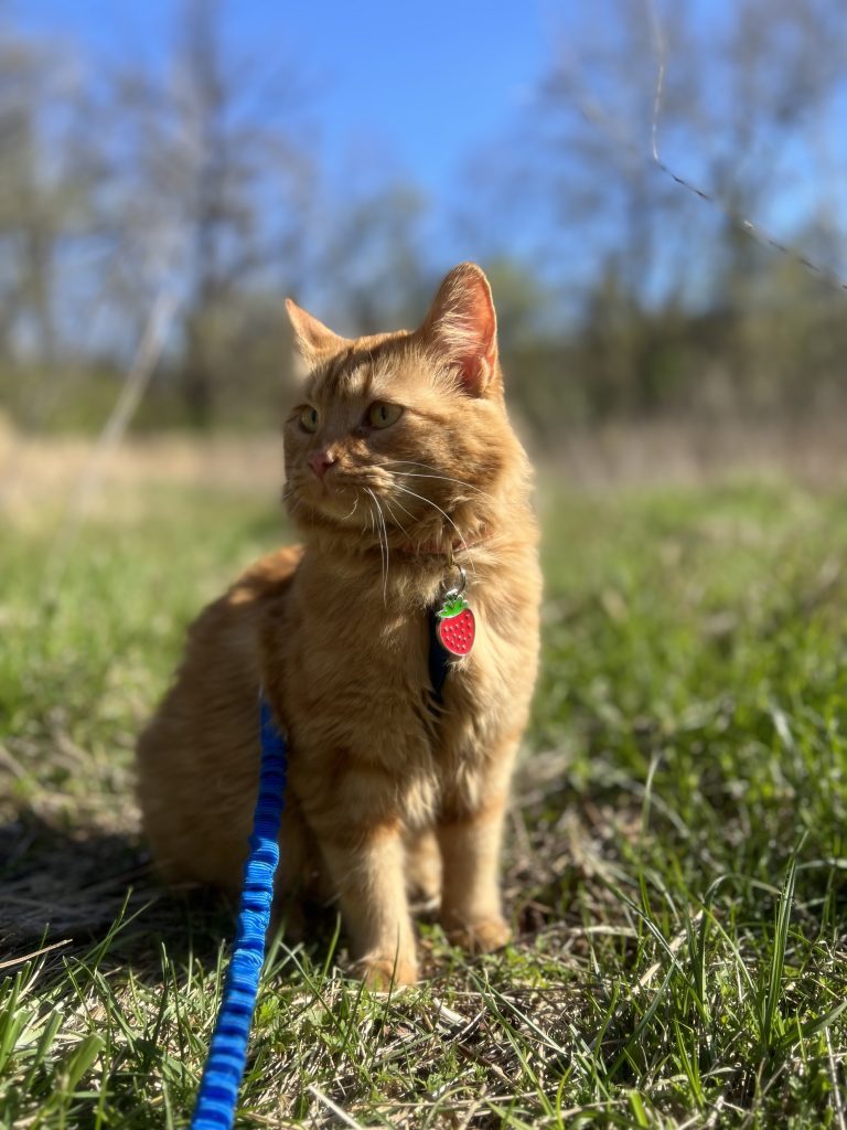 Theo, an orange cat, stands on walk in a field. Theo is a big fan of enrichment. 