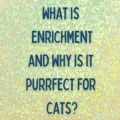 Enrichment & Cats: The PURRFECT Team