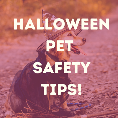 Halloween Pet Safety Tips